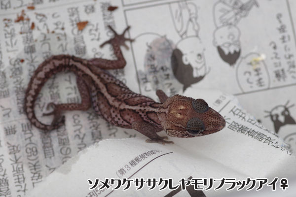 ブログ4