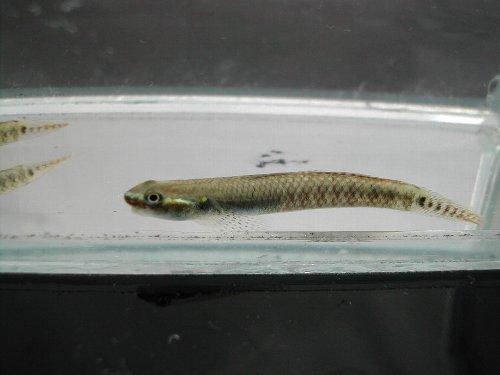 ハゼ 熱帯魚新入荷情報