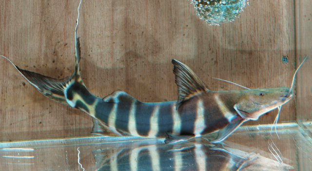 ペルー便 熱帯魚新入荷情報 ペルー便 熱帯魚新入荷情報