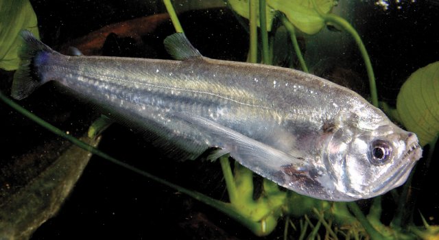 牙魚入荷しています 熱帯魚新入荷情報