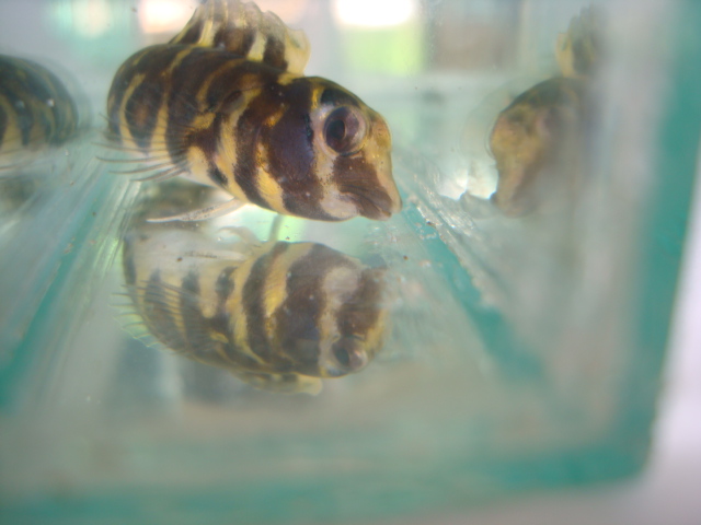 変な顔の魚 熱帯魚新入荷情報