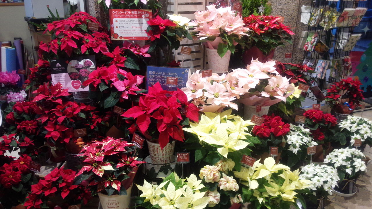 Four Season せたがやさんぽ Four Season せたがやさんぽ