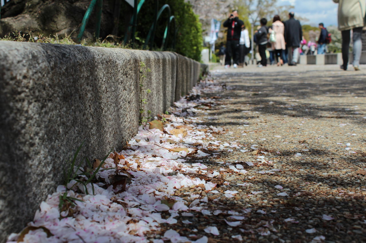 舞い落ちる 桜 の花びら Rikkuの漢字教室 舞い落ちる 桜 の花びら Rikkuの漢字教室