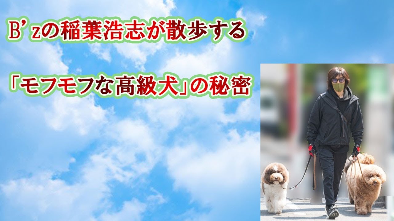 稲葉浩志 モフモフと仲良く散歩 モフモフの秘密とは Idolland 稲葉浩志 モフモフと仲良く散歩 モフモフの秘密とは Idolland