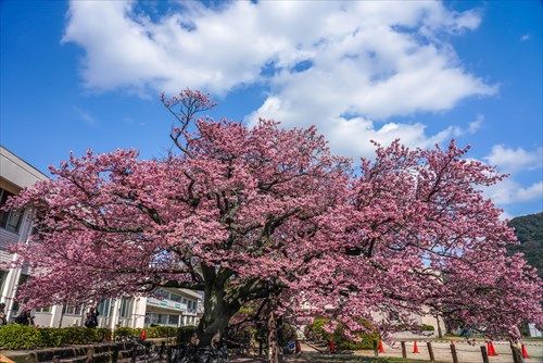 蓬莱桜 防府市向島 彩のブログ 蓬莱桜 防府市向島 彩のブログ