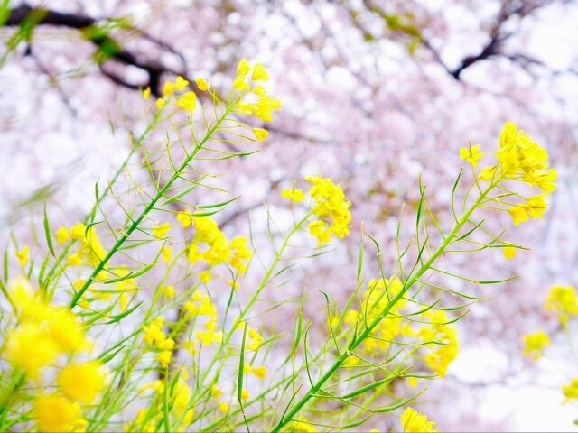 独り身を満喫されてるご婦人のお話 実録 離婚回避ブログ 独り身を満喫されてるご婦人のお話 実録 離婚回避ブログ