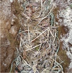 グラフィックス5