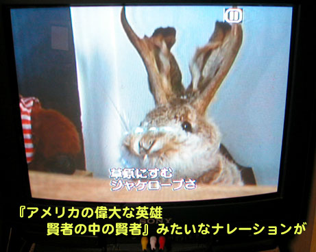 角の生えたウサギが かじりにくる いきもの面白話 角の生えたウサギが かじりにくる いきもの面白話