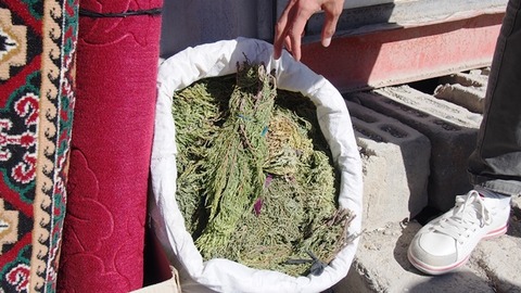 植物