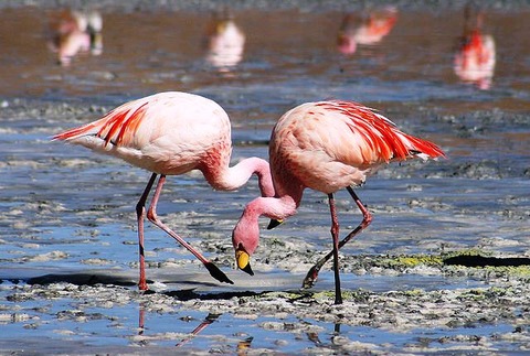 Laguna_Colorada_03
