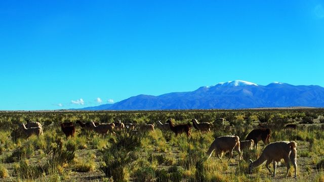 世界の隅々まで見てみよう!個性派の陸旅倶楽部 : 添乗員現地最新レポート アルゼンチン・チリ・ボリビア編⑦