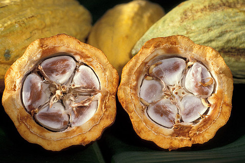 Cacao_03