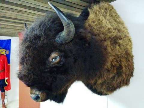 Bison