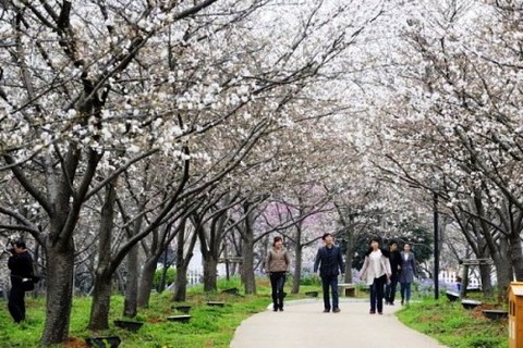 Cherry_Blossom_02