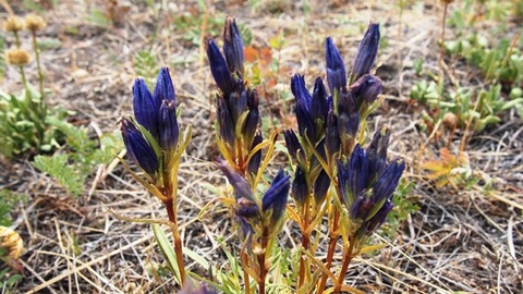 花 リンドウ