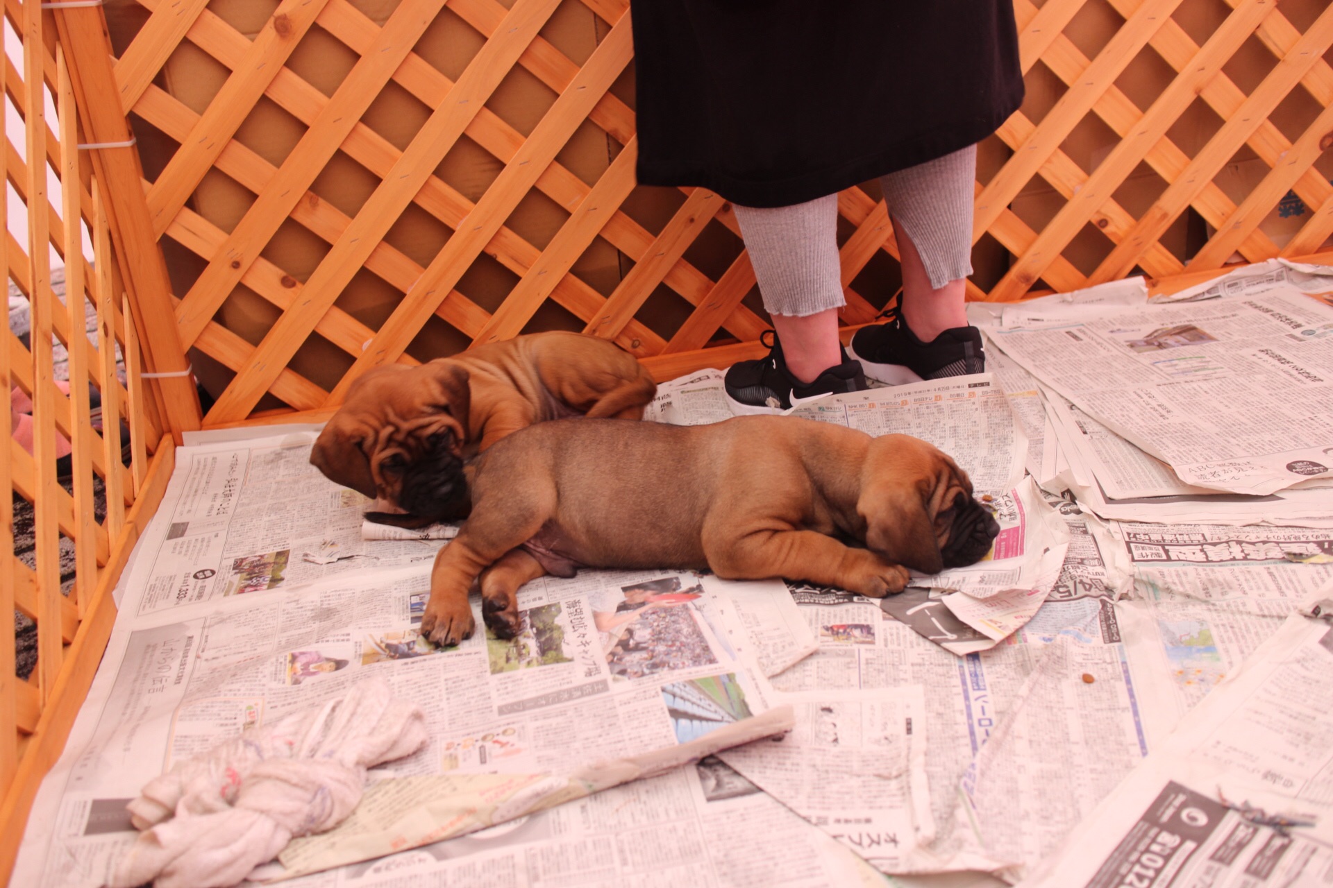 これが闘犬の迫力 土佐犬に会ってきました すてきなきっかけ