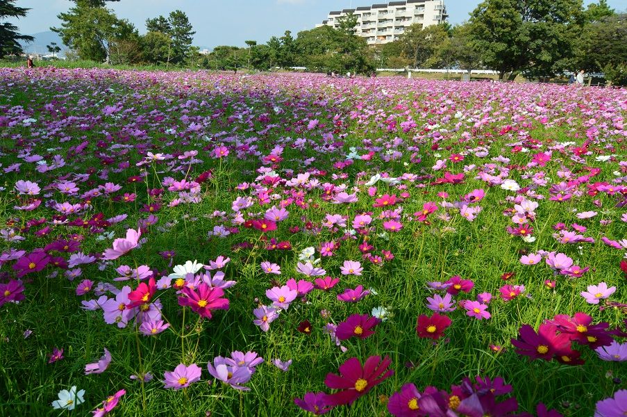 武庫川コスモス園で写真撮影 山とバイクと写真