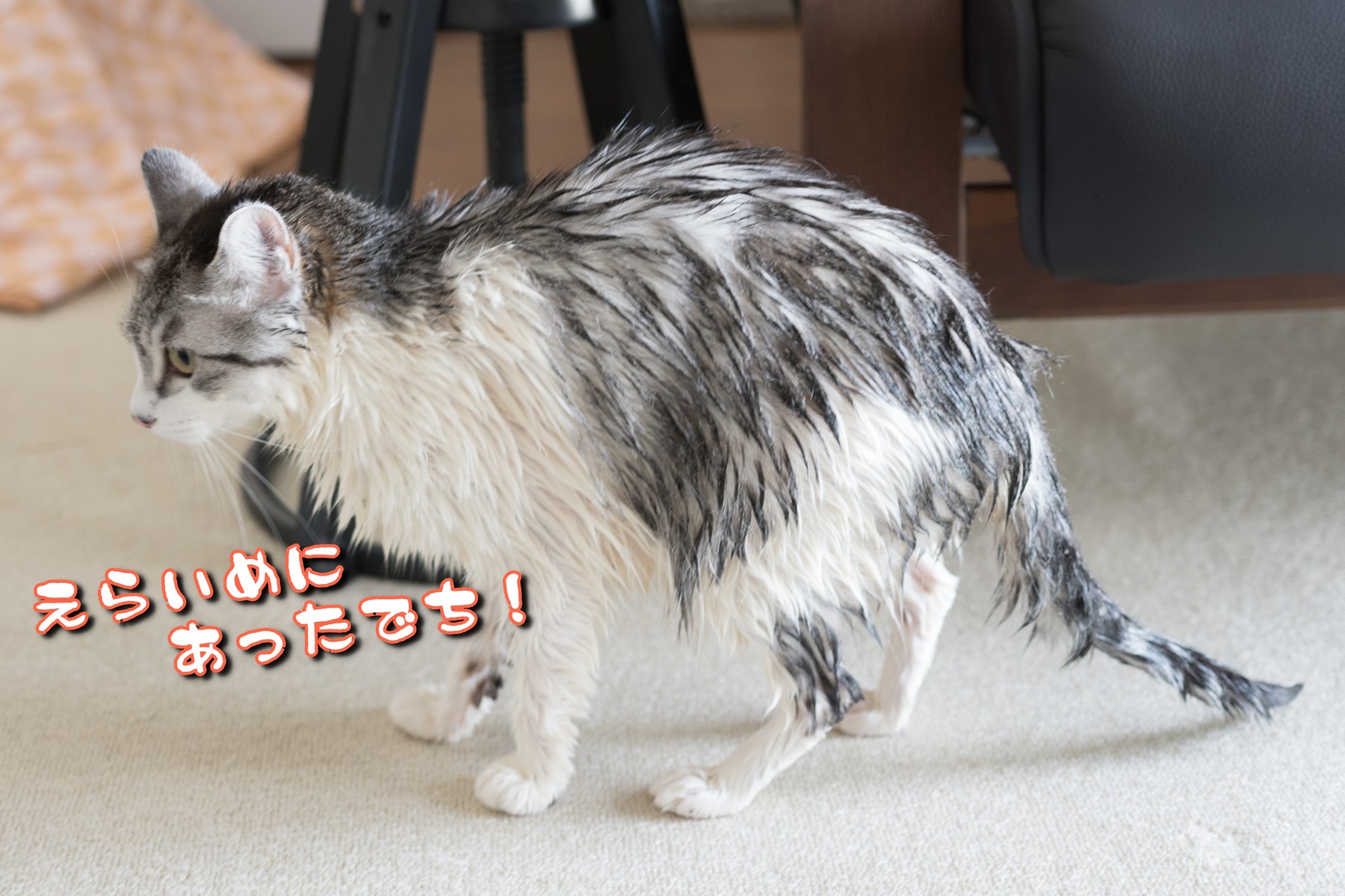濡れ猫決行 動画あり ねこの家に住む生活 濡れ猫決行 動画あり ねこの家に住む生活