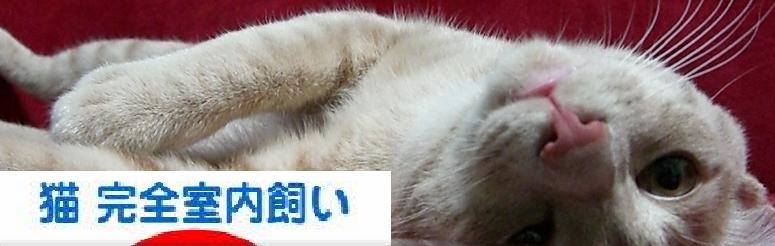 �ˤۤ�֥���¼ ǭ�֥�����