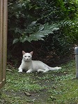猫1
