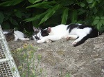 猫2