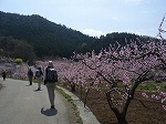 桃園