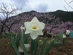 水仙と桃