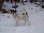 犬青森
