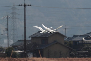 conv0002