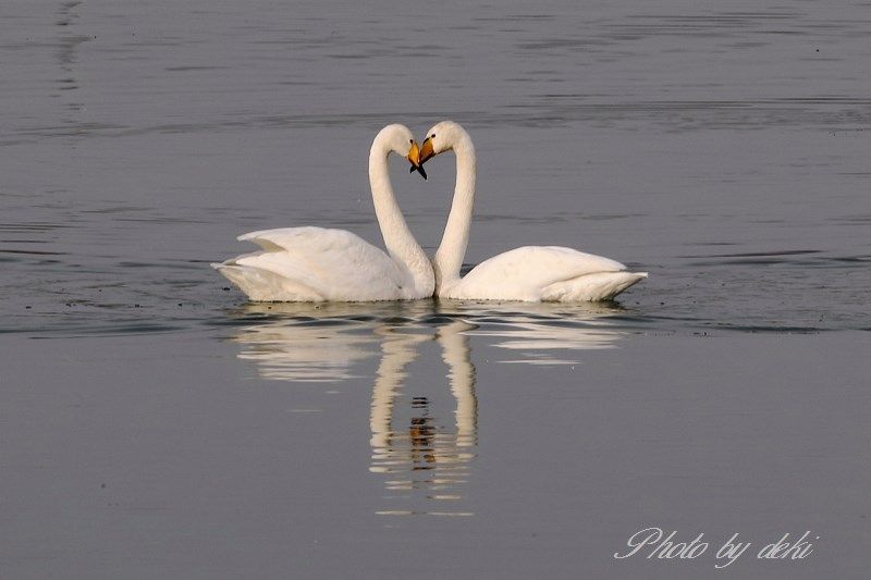ちょいわるこやじの日記 Www Studio Deki Com ハート白鳥