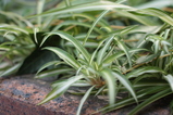 conv0011