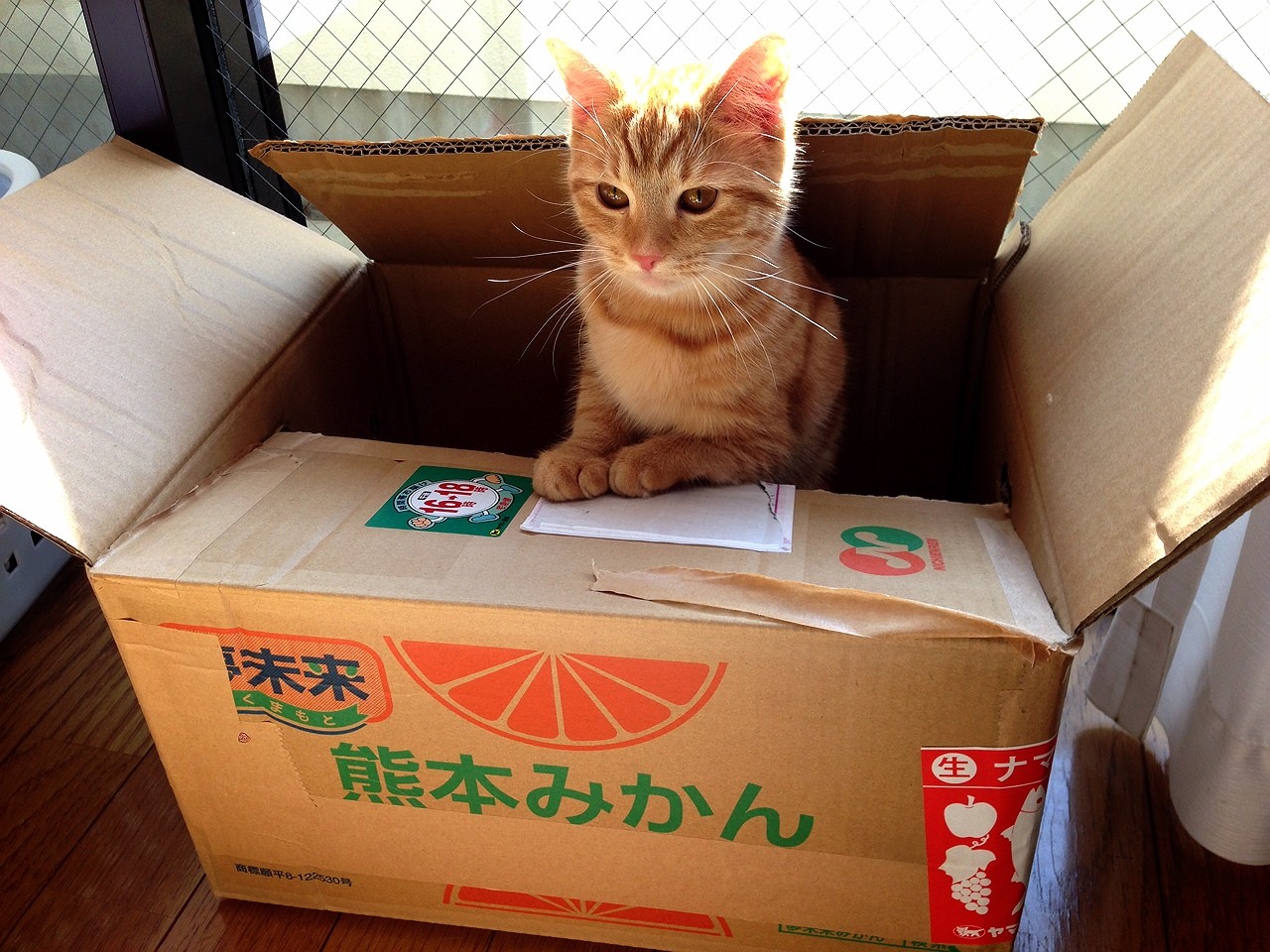 捨て猫メロさん 走れメロ 超足長マンチカンの妹 捨て猫メロさん 走れメロ 超足長マンチカンの妹