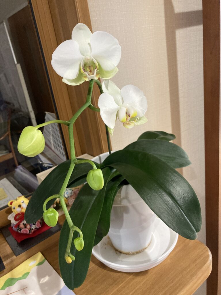 玉ねぎの収穫と訪問診療の先生と薬剤師さん 栗の木桃の木花りんの木