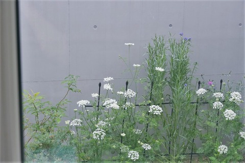 s-DSC09134