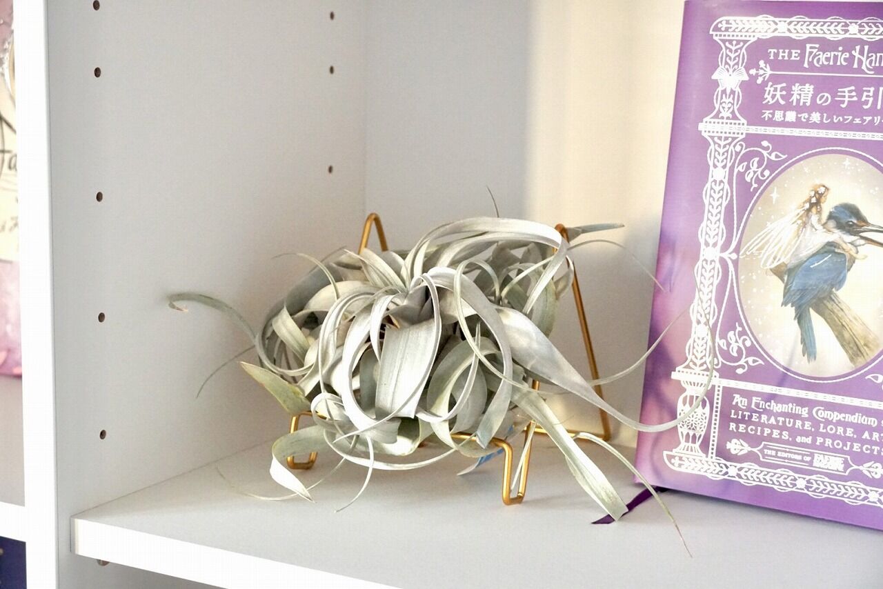 My植物図鑑 キセログラフィカ エアプランツ ティランジア 365日のとっておき家事 Powered By ライブドアブログ