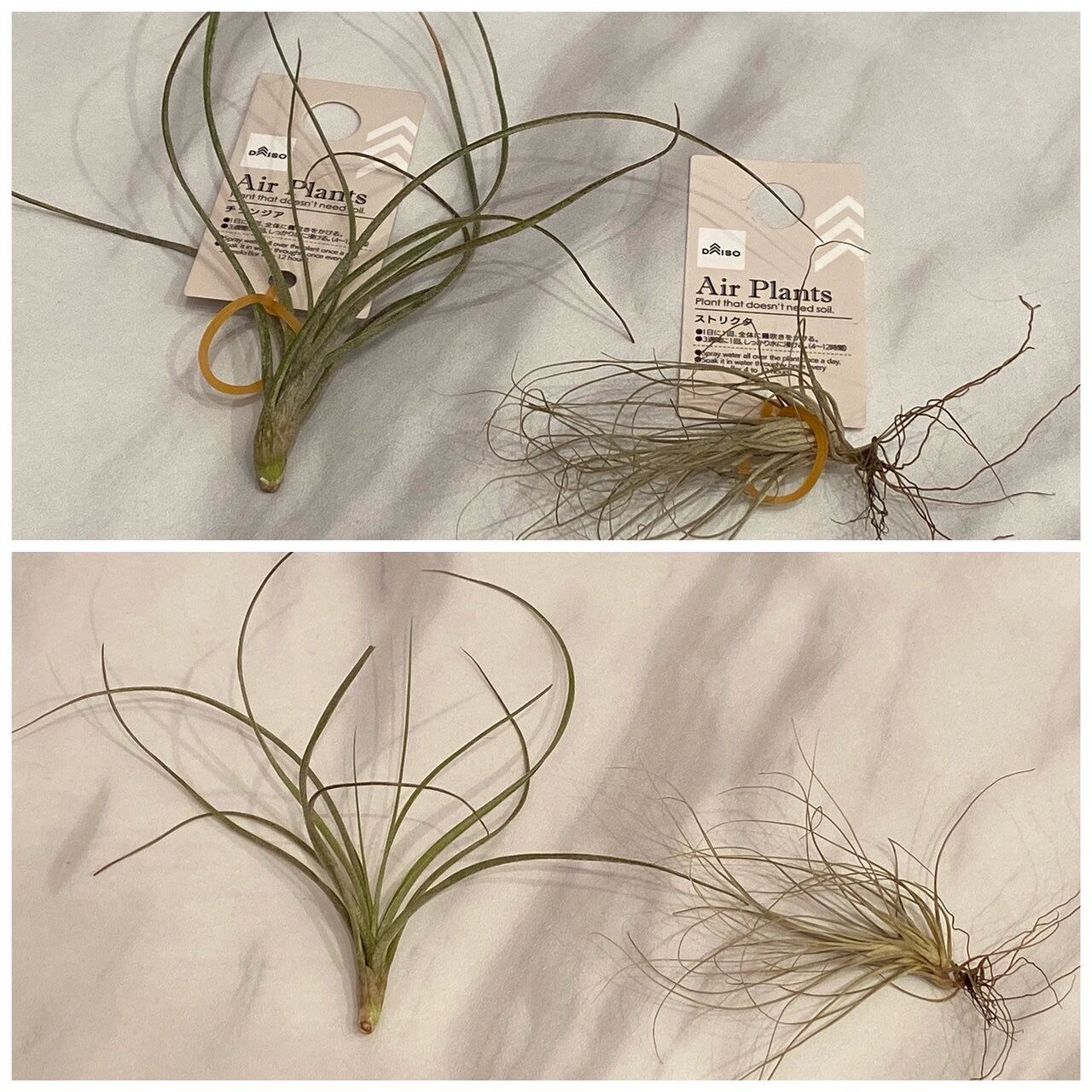 Daisoのエアプランツを飾ってみる はじめてのティランジア 365日のとっておき家事 Powered By ライブドアブログ