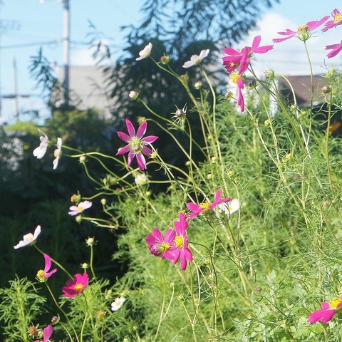 kosumosu[