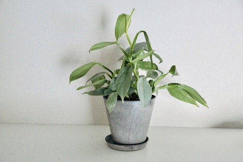 My植物図鑑 フィロデンドロン シルバーメタル 365日のとっておき家事 Powered By ライブドアブログ