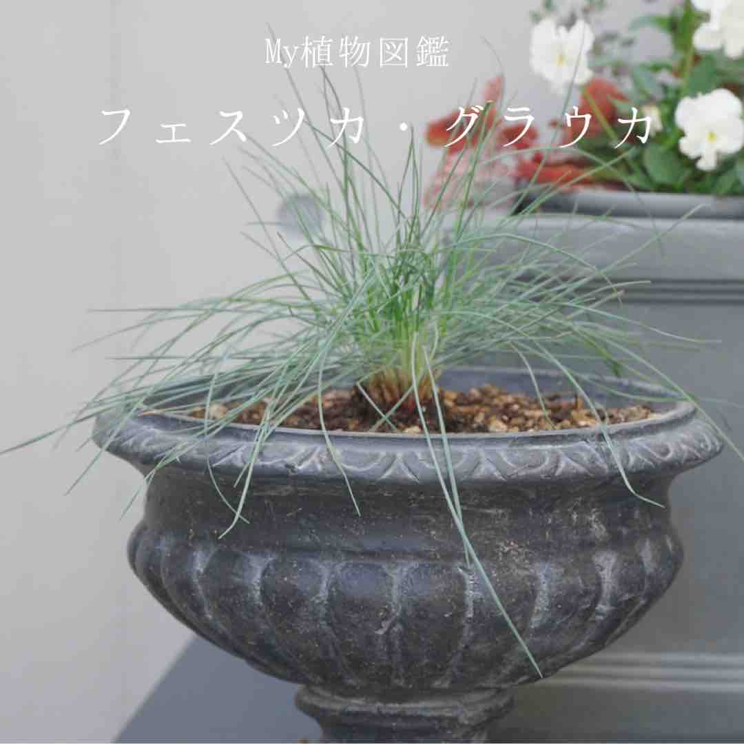 My植物図鑑 フェスツカ グラウカ 365日のとっておき家事 Powered By ライブドアブログ