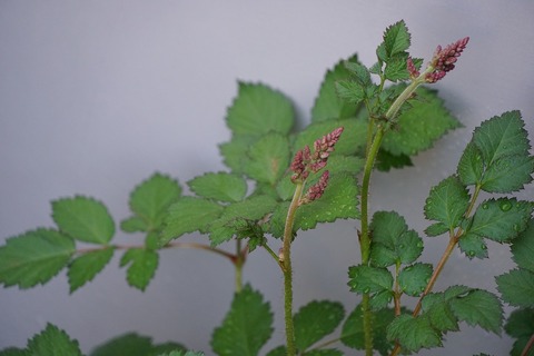 s-DSC09101
