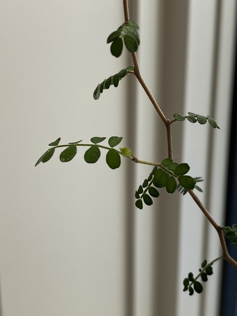 S__23683084