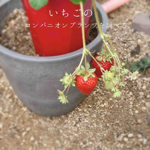いちごのコンパニオンプランツについて調べる : 365日のとっておき家事