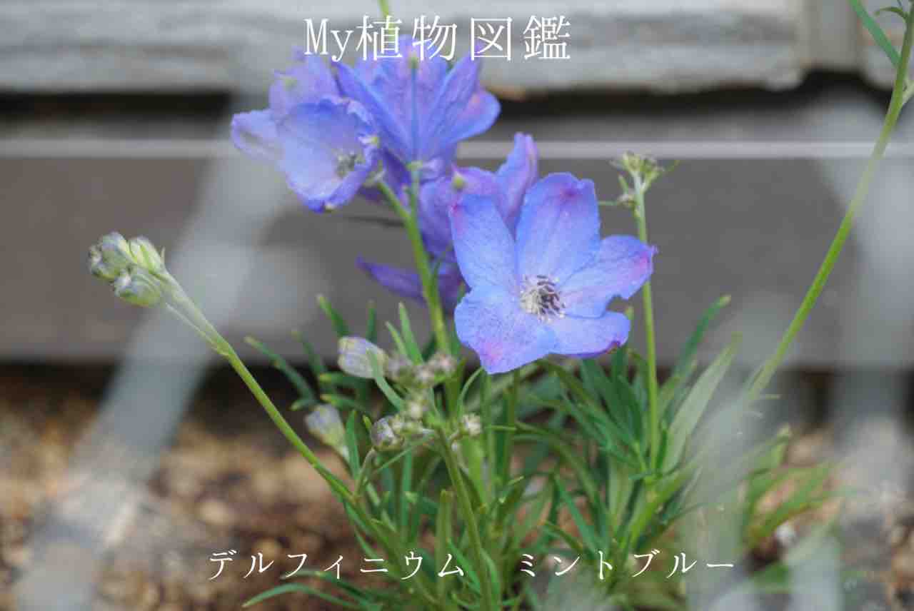 My植物図鑑 デルフィニウム ミントブルー 365日のとっておき家事 Powered By ライブドアブログ