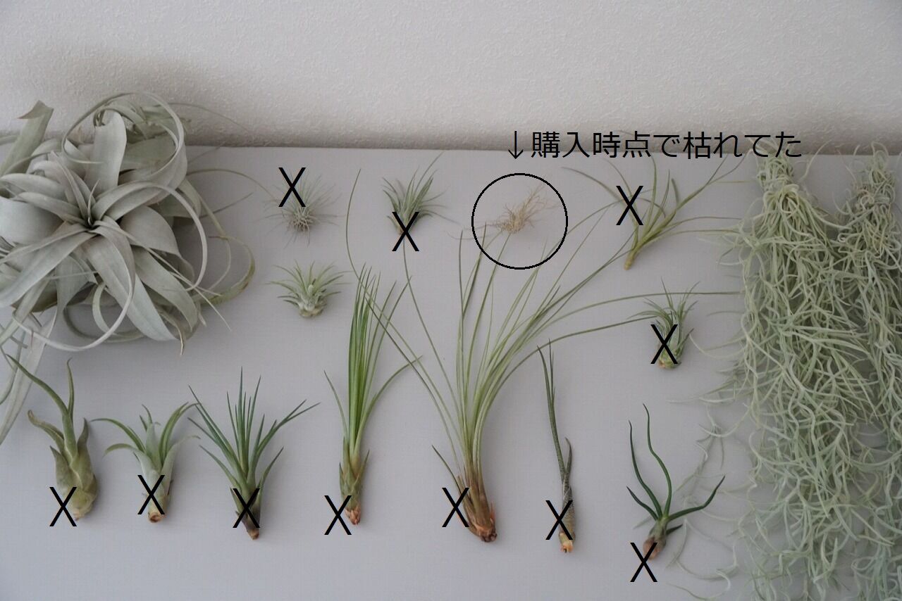 エアプランツ 失敗から学ぶ 365日のとっておき家事 Powered By ライブドアブログ エアプランツ 失敗から学ぶ 365日のとっておき家事 Powered By ライブドアブログ