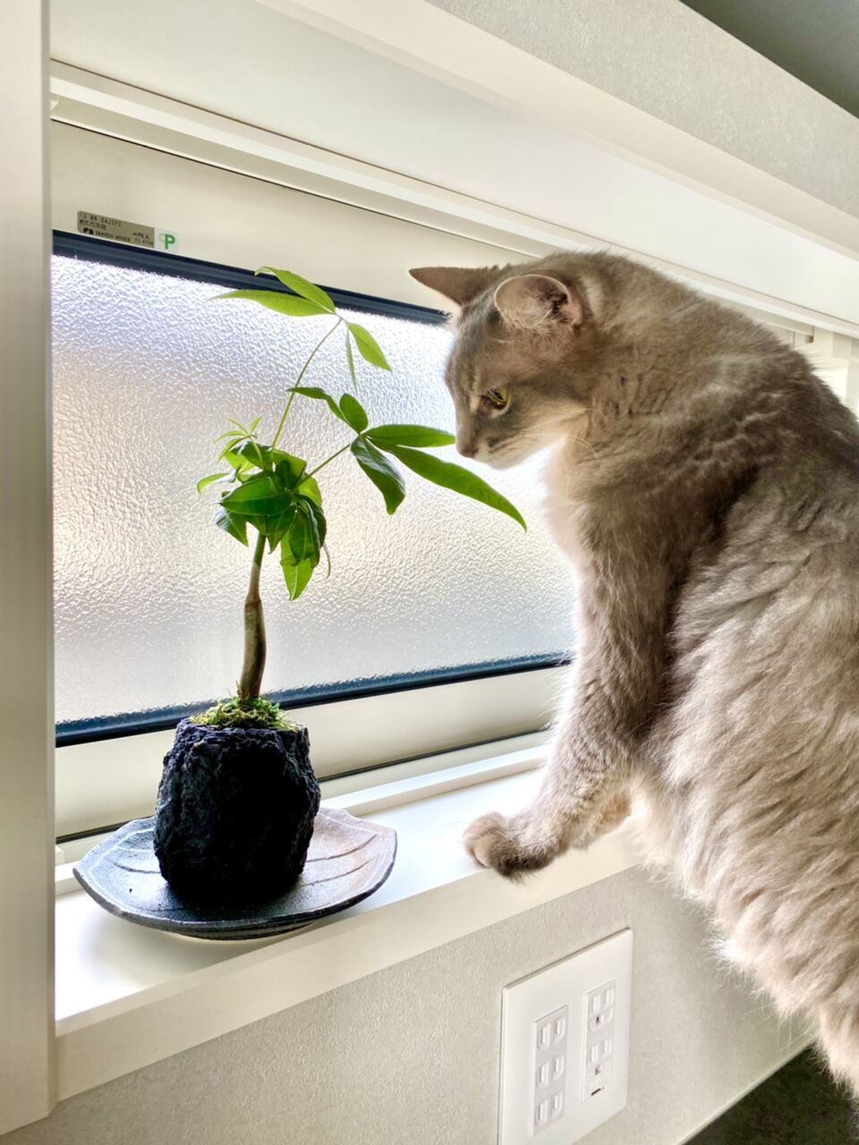 猫と観葉植物との共存について考える 365日のとっておき家事 Powered By ライブドアブログ
