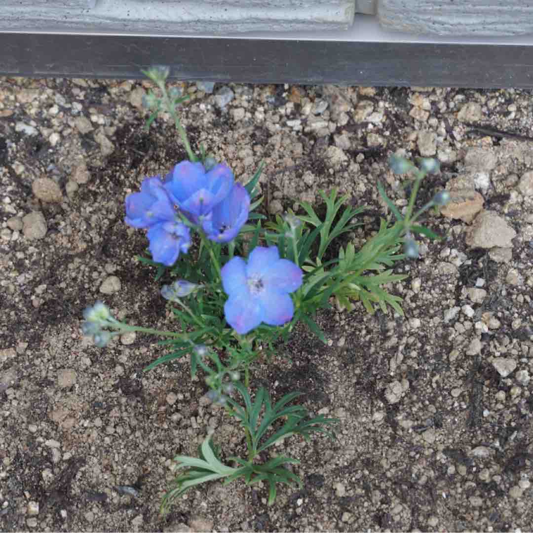 My植物図鑑 デルフィニウム ミントブルー 365日のとっておき家事 Powered By ライブドアブログ