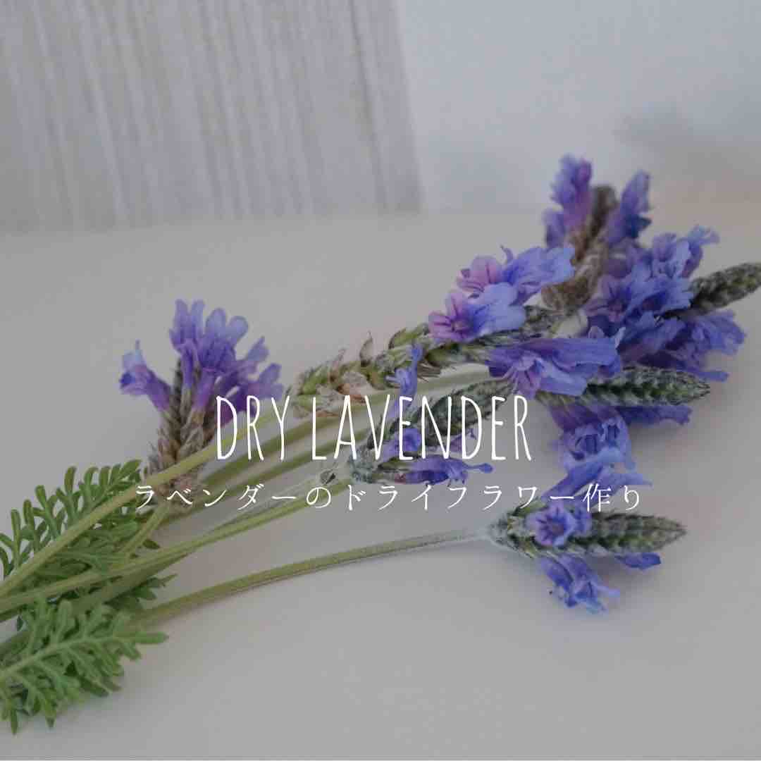 ドライフラワー作り ２つの方法 365日のとっておき家事 Powered By ライブドアブログ