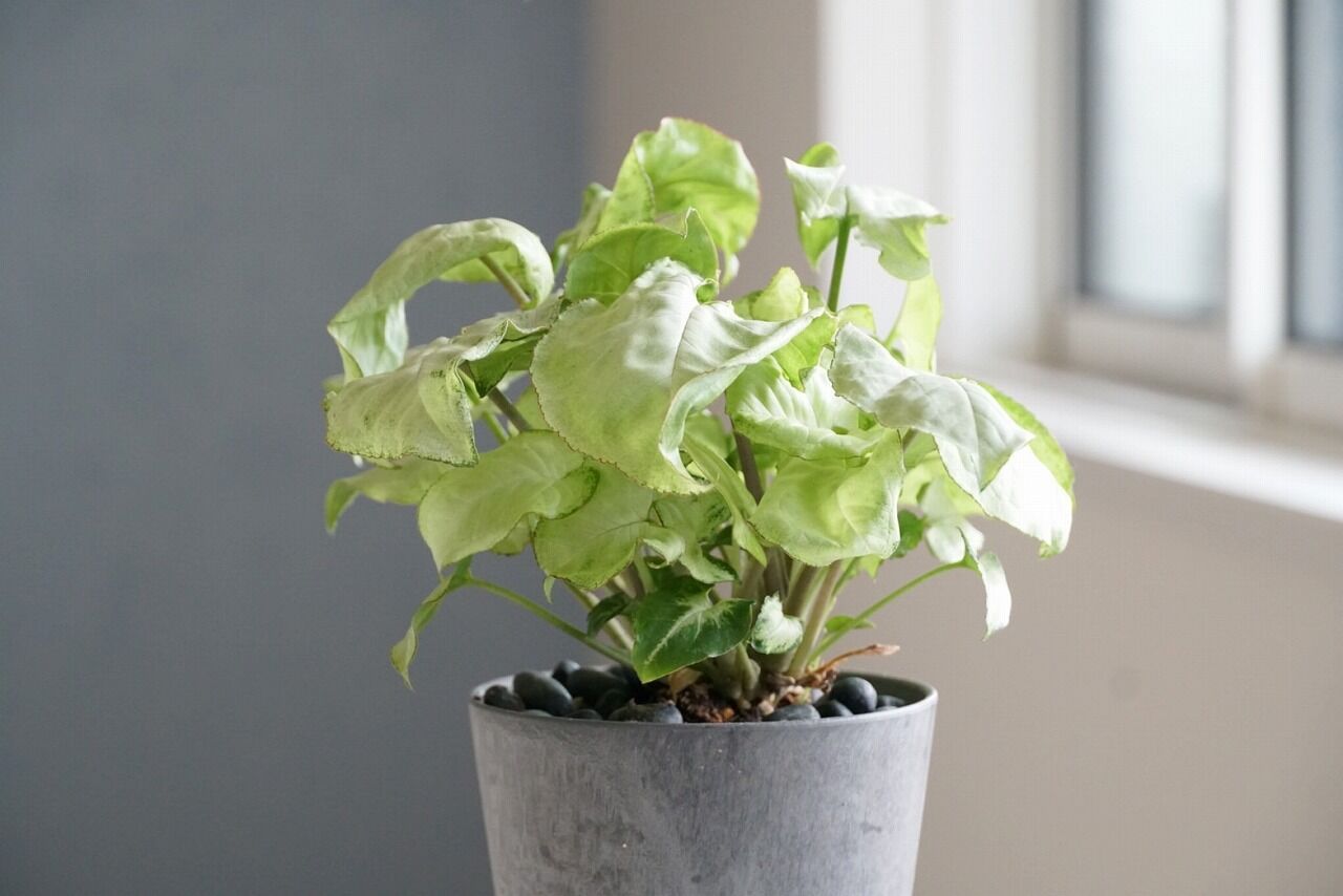 My植物図鑑 シンゴニウム ホワイトバタフライ 365日のとっておき家事 Powered By ライブドアブログ