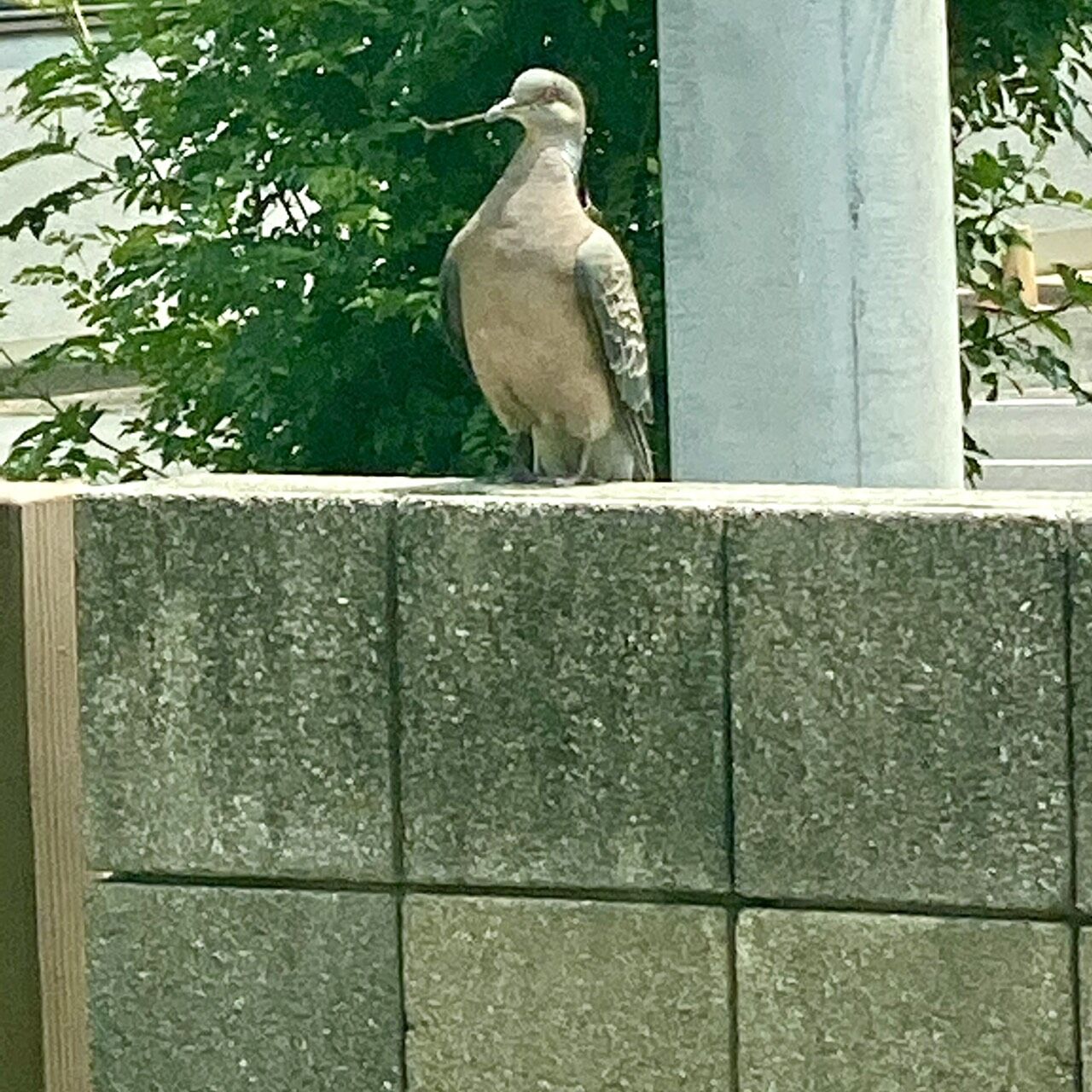 庭に 幸運を呼ぶ 巣ができたお話 365日のとっておき家事 Powered By ライブドアブログ