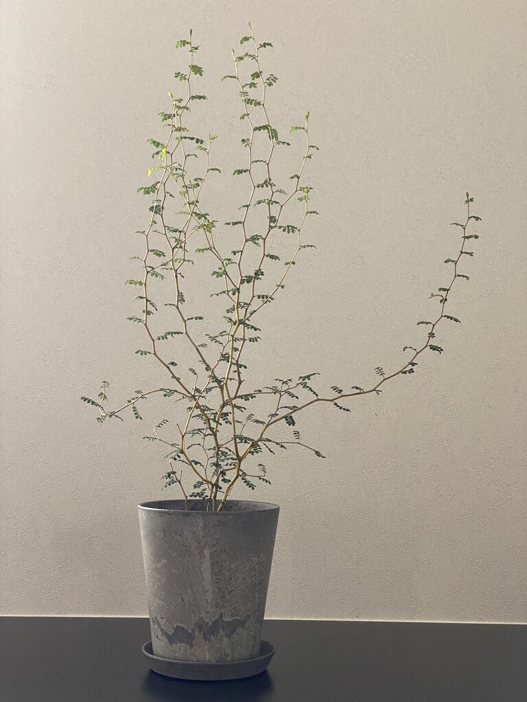 My植物図鑑 ソフォラ リトルベイビー 365日のとっておき家事 Powered By ライブドアブログ My植物図鑑 ソフォラ リトルベイビー 365日のとっておき家事 Powered By ライブドアブログ